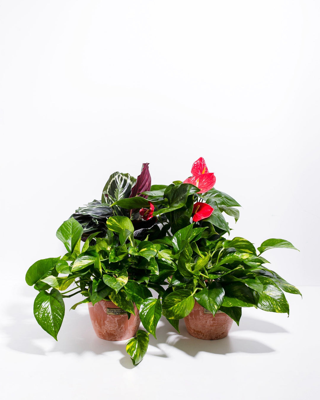 Tropical VIBE Collection in coral-pink ceramic planter showcasing vibrant red Anthurium flowers and burgundy-accented variegated tropical foliage plant with cascading green and white striped leaves.