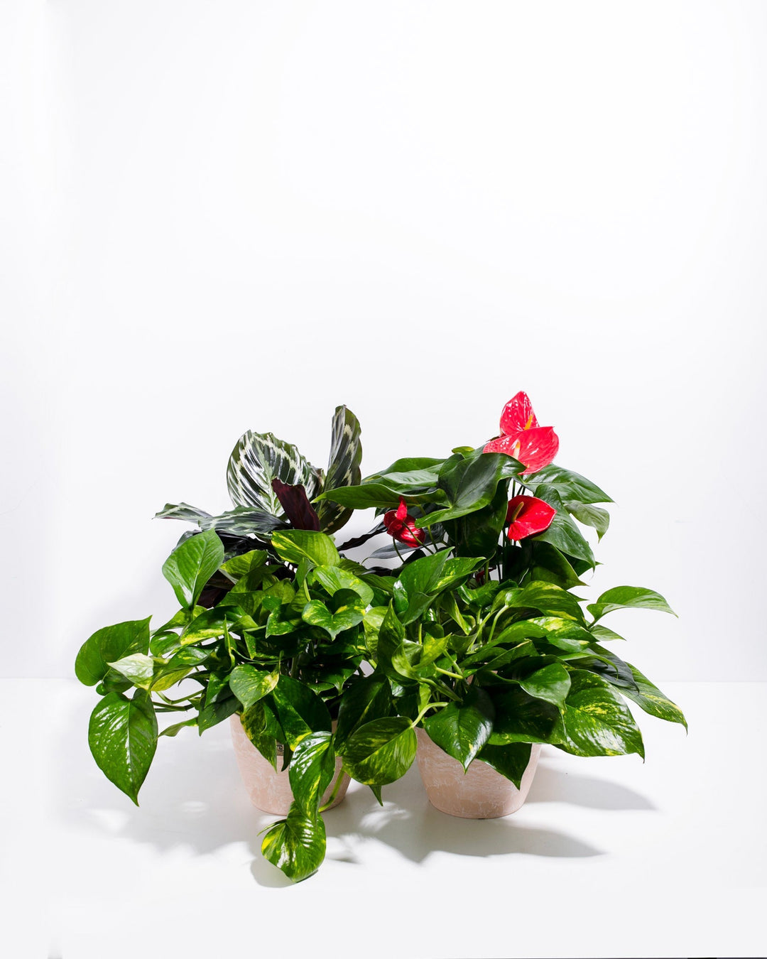Tropical VIBE Plant Collection in maca-colored ceramic pot featuring blooming red Anthurium with glossy spathes and variegated Syngonium foliage with white-striped heart-shaped leaves, complementary tropical pairing.