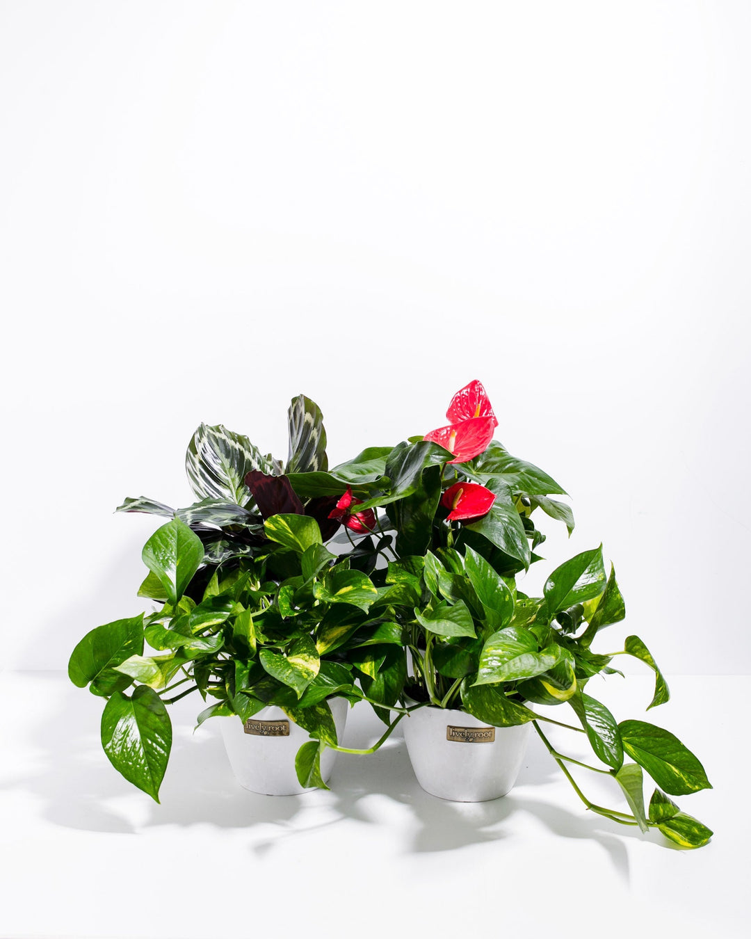 Tropical VIBE Collection displayed in two white ceramic planters with Lively Root branding, featuring red Anthurium blooms and green-and-white variegated tropical foliage plant with trailing vines.