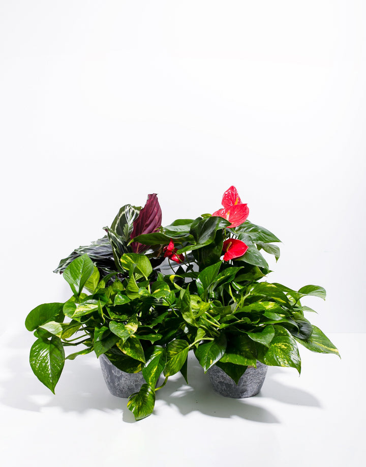 Tropical VIBE Plant Collection in grey textured ceramic pot pairing blooming red Anthurium (Flamingo Flower) with variegated Syngonium podophyllum, perfect for tropical plant lovers.