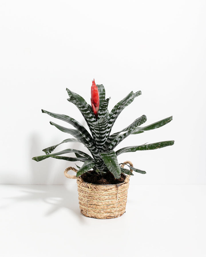 Amazonian Zebra Bromeliad