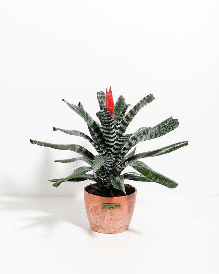 Amazonian Zebra Bromeliad