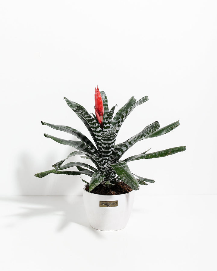 Amazonian Zebra Bromeliad