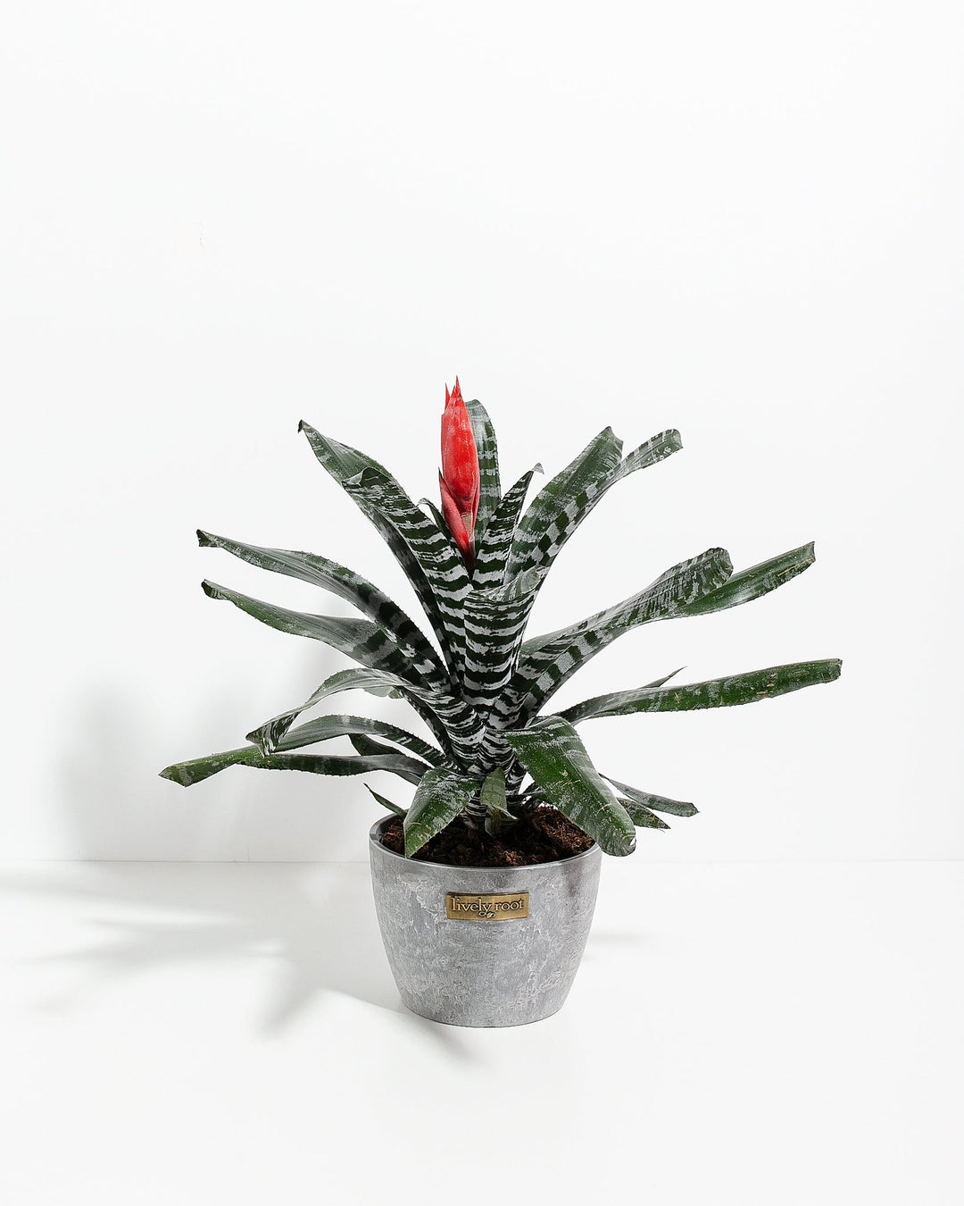 Amazonian Zebra Bromeliad