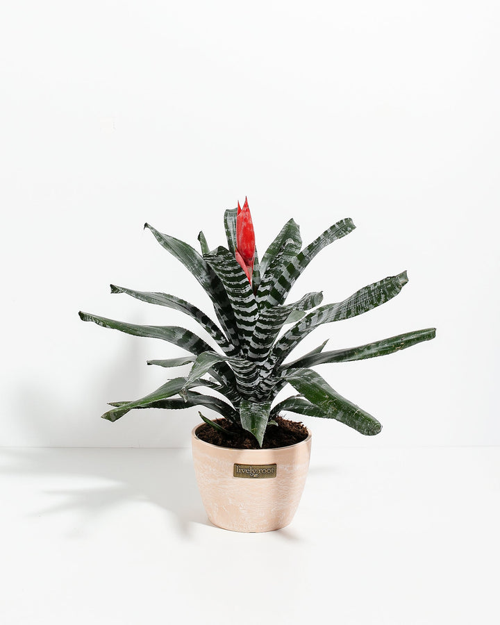 Amazonian Zebra Bromeliad