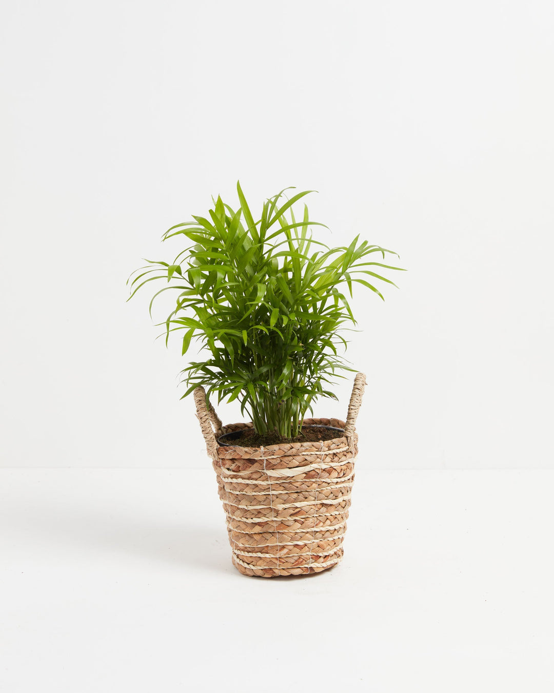 A lush, medium-sized Neanthe Bella Palm with full, feathery green foliage potted inside a woven seagrass basket planter with two loop handles, set against a clean white studio background.