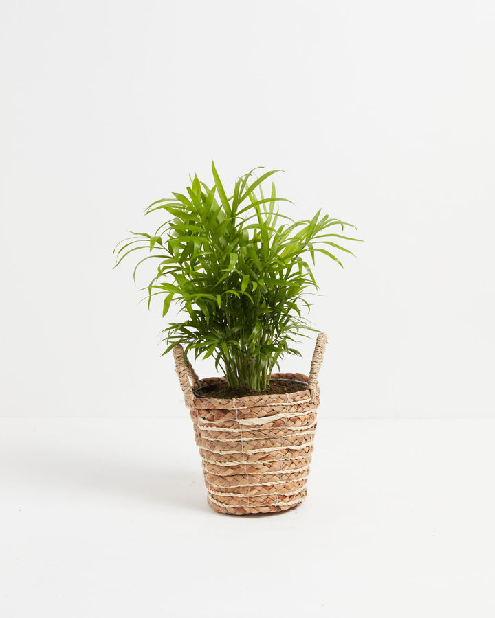 A lush, medium-sized Neanthe Bella Palm with full, feathery green foliage potted inside a woven seagrass basket planter with two loop handles, set against a clean white studio background.