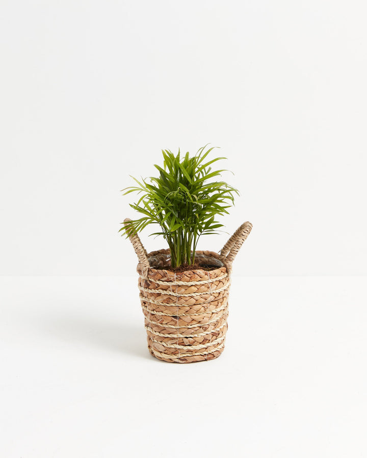 A small Neanthe Bella Palm with feathery green fronds potted inside a woven seagrass basket planter with two loop handles, centered against a solid white studio background.