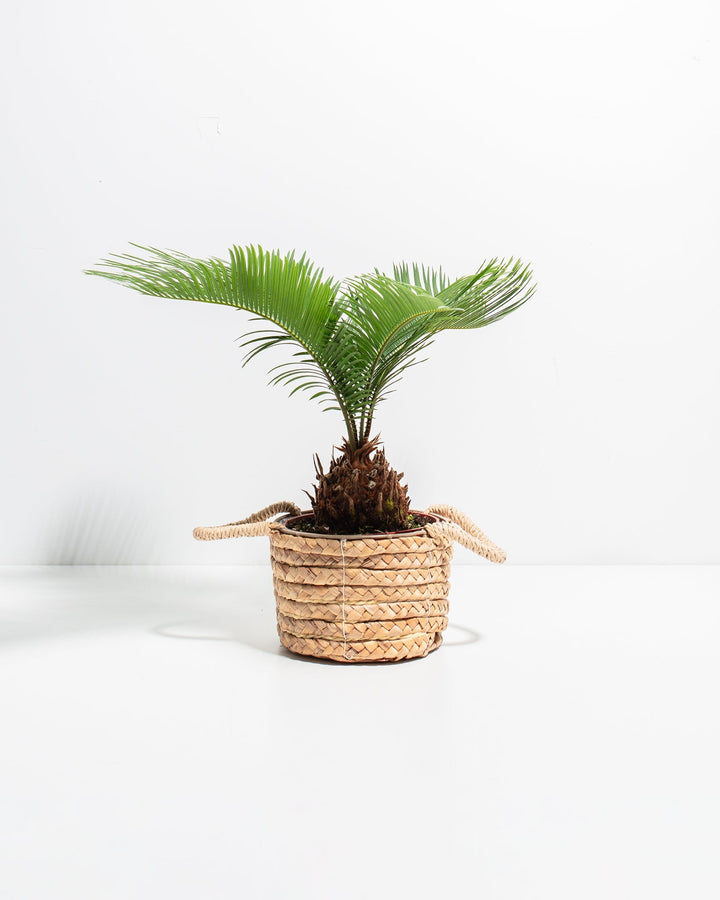 Sago Palm