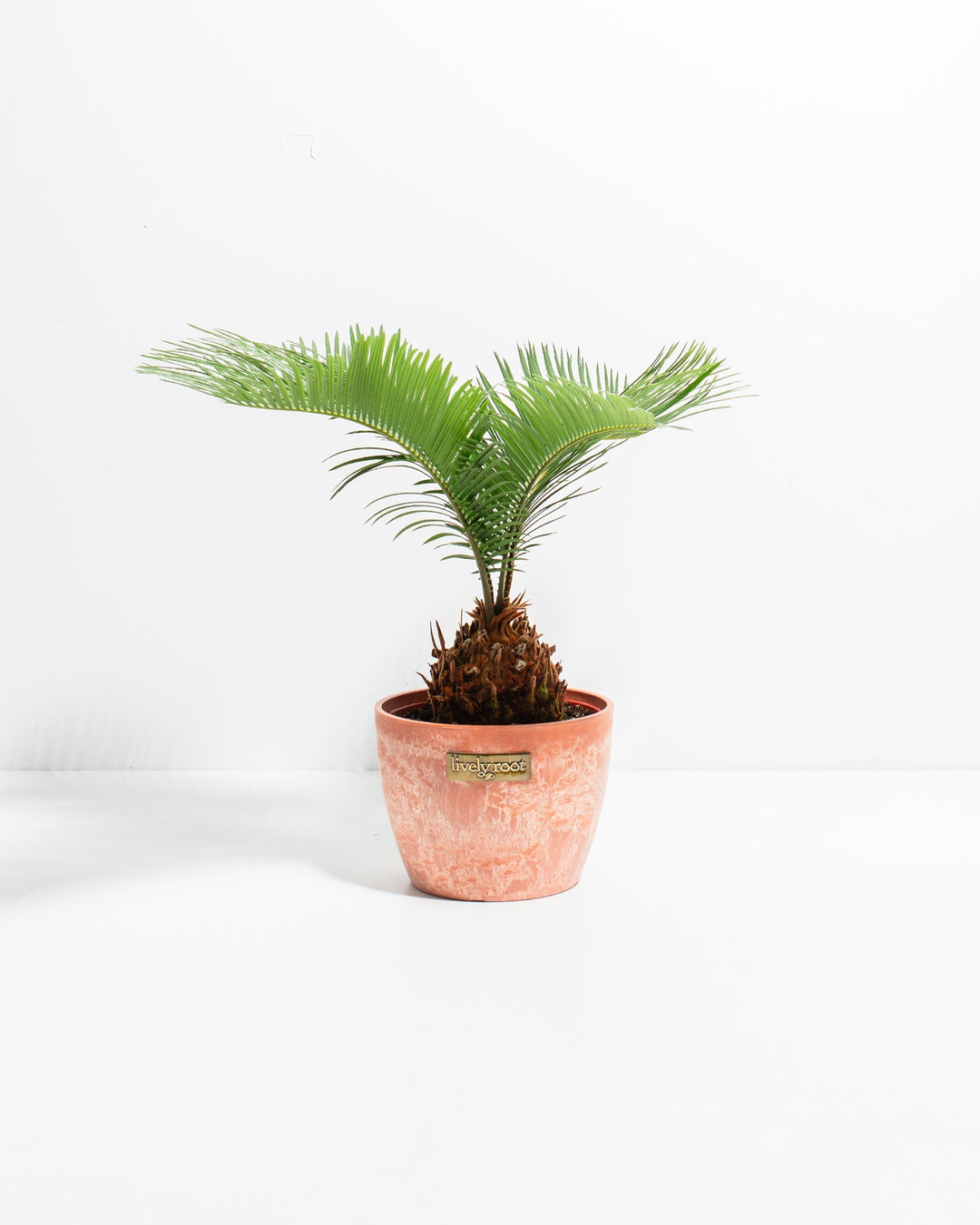 6-inch Sago Palm with feathery fronds and spiky brown trunk in terracotta chai-colored decorative pot with Lively Root label