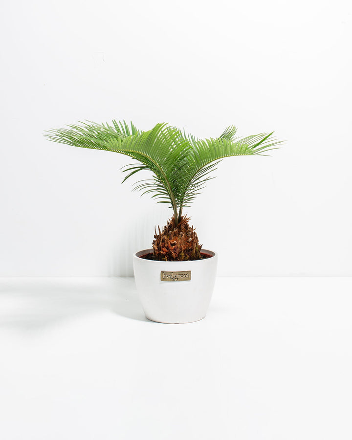 6-inch Sago Palm with feathery dark green fronds and textured brown trunk in white ceramic coco pot with Lively Root label