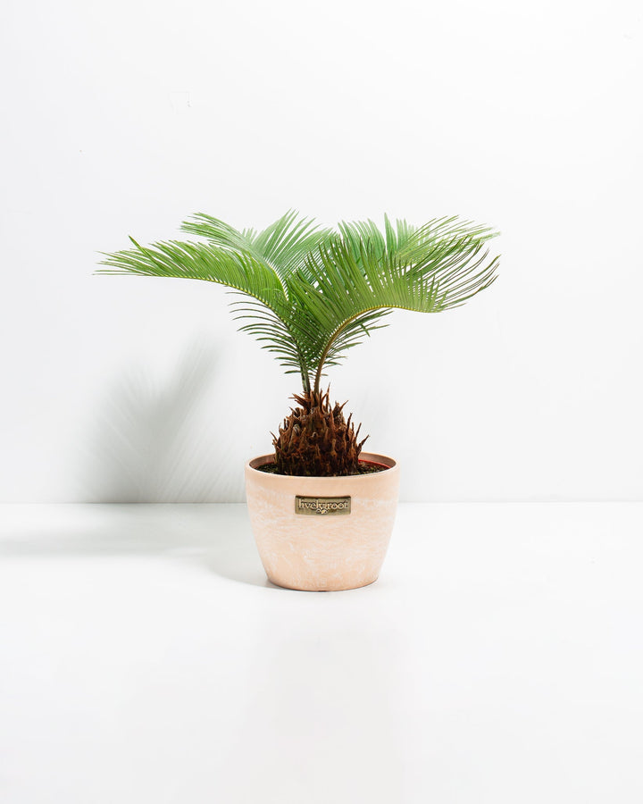 6-inch Sago Palm with arching feathery fronds and spiky trunk in blush pink macaroon decorative pot with Lively Root label