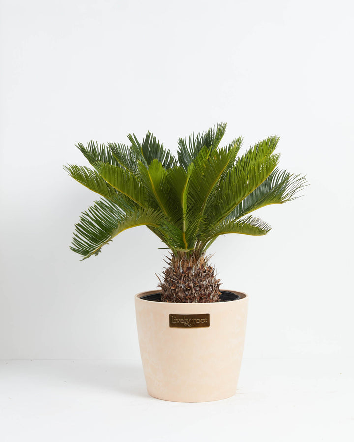 Sago Palm