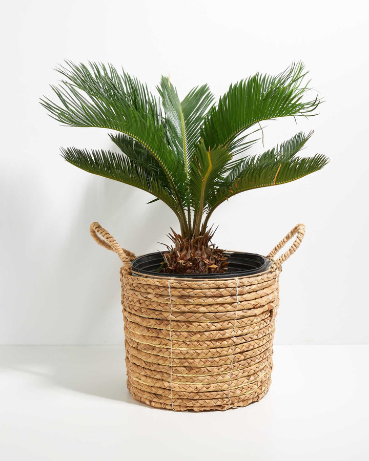 Sago Palm