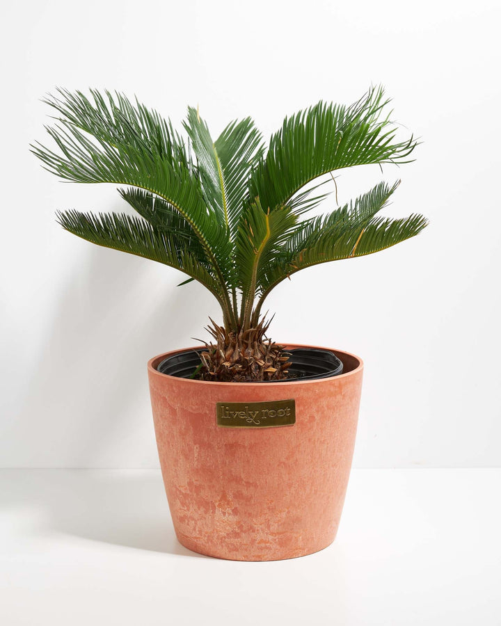 Sago Palm