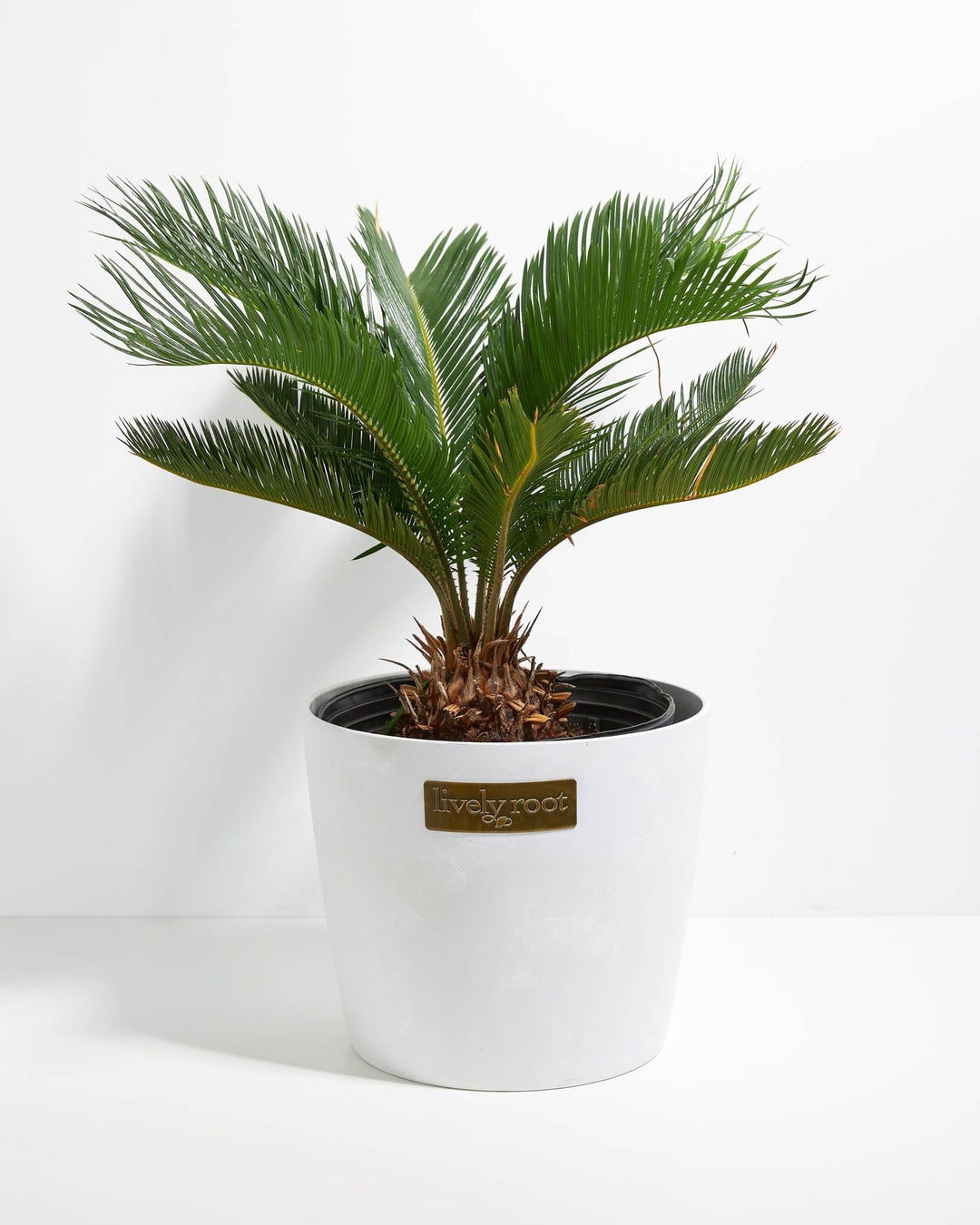 10-inch Sago Palm with full feathery dark green fronds in white cylindrical coco pot with Lively Root label on white background