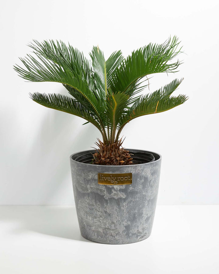 10-inch Sago Palm with full radiating feathery fronds in grey textured stone-look decorative pot with Lively Root label on white background