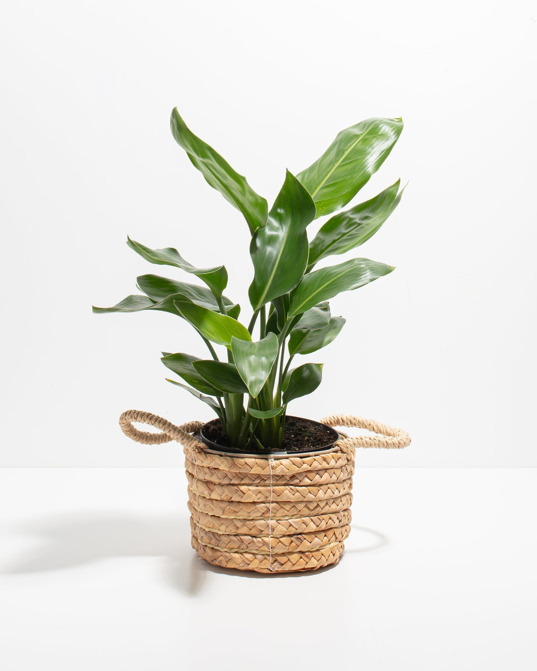 An Orange Bird of Paradise plant with upright green leaves potted inside a small, woven seagrass basket planter with two loop handles against a solid white studio background.