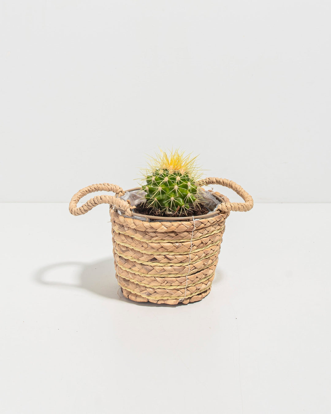 Golden Barrel Cactus