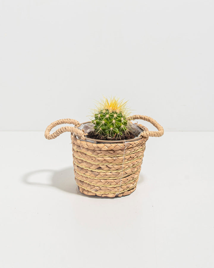 Golden Barrel Cactus