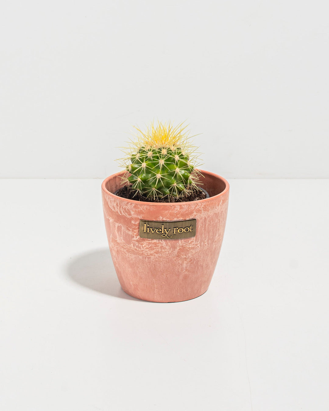 Golden Barrel Cactus
