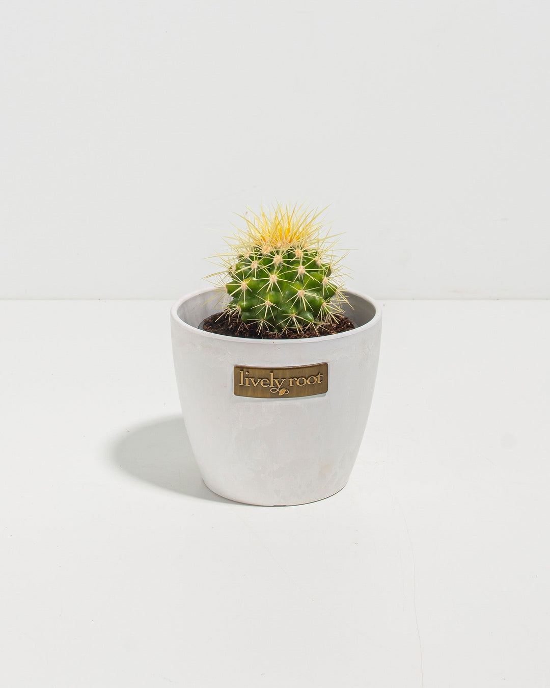Golden Barrel Cactus