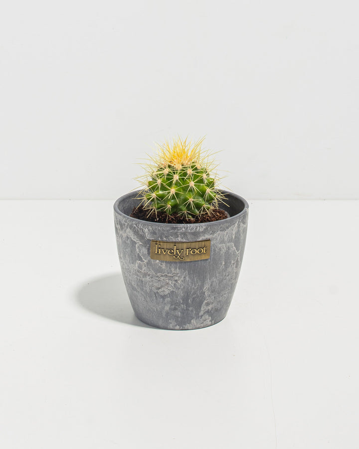 Golden Barrel Cactus