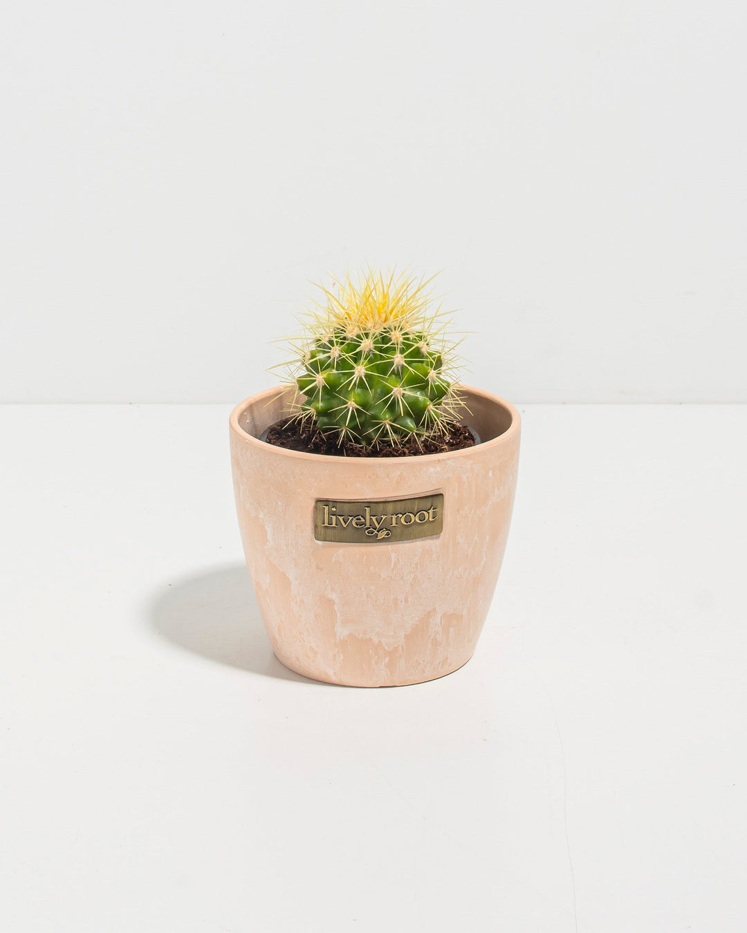 Golden Barrel Cactus