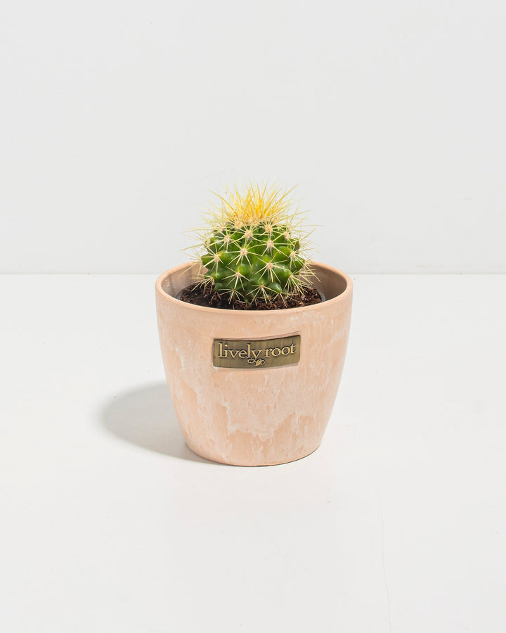 Golden Barrel Cactus