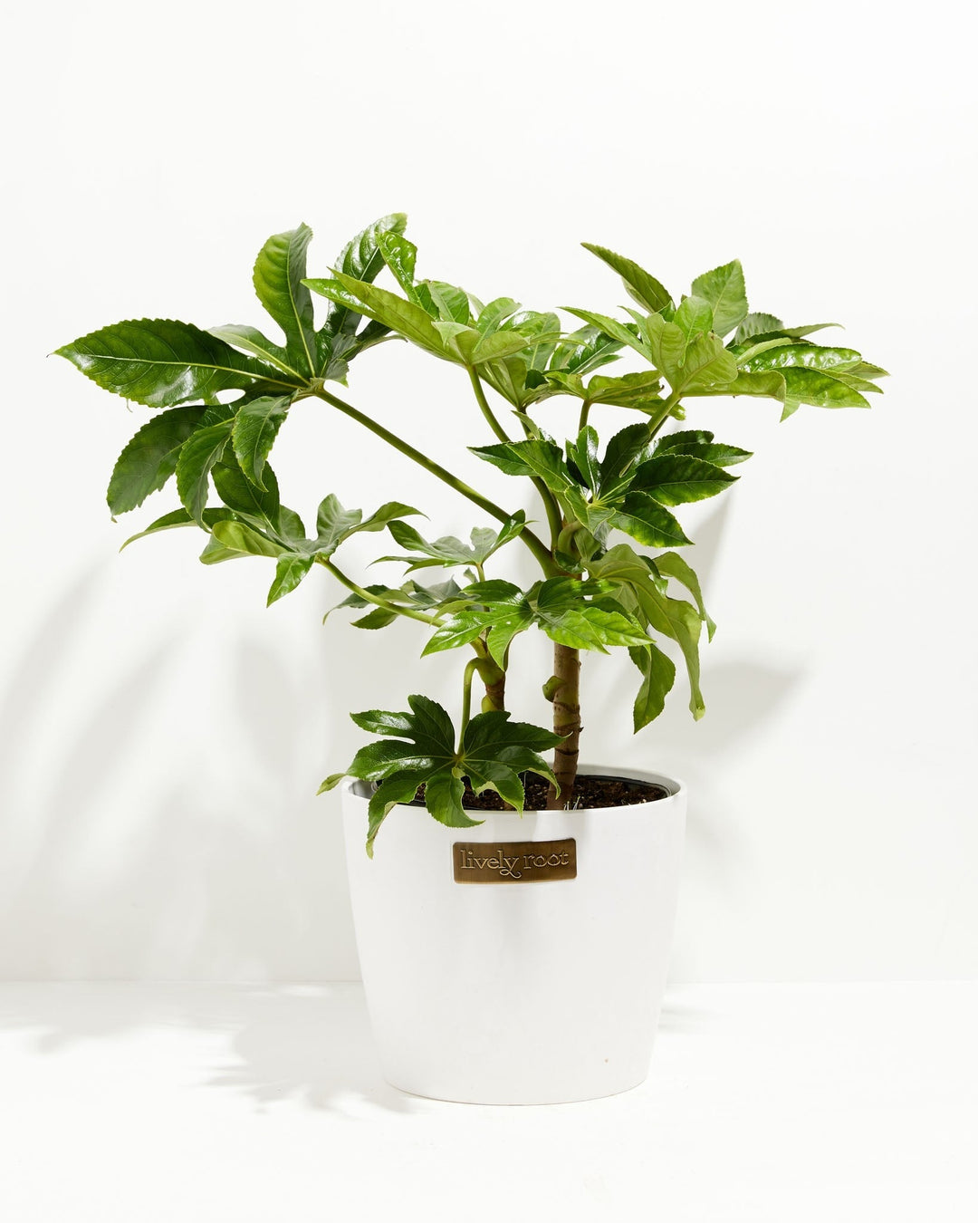 Japanese Aralia 'Fatsia Japonica'