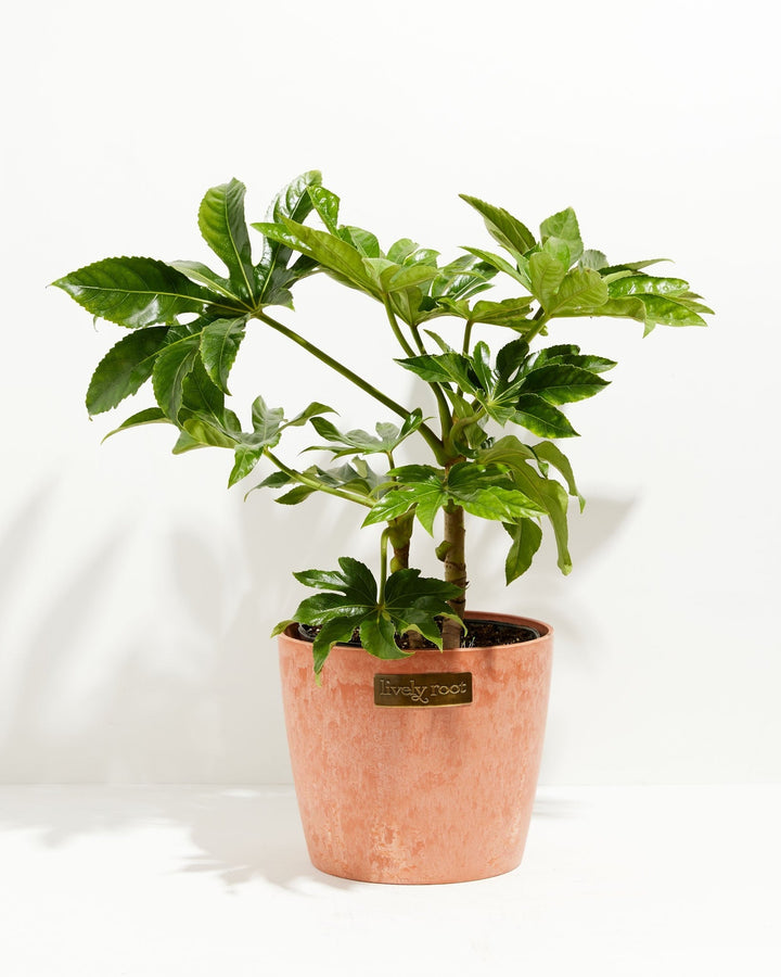 Japanese Aralia 'Fatsia Japonica'