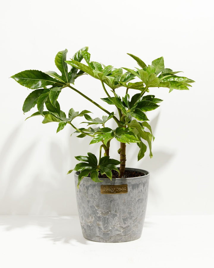 Japanese Aralia 'Fatsia Japonica'