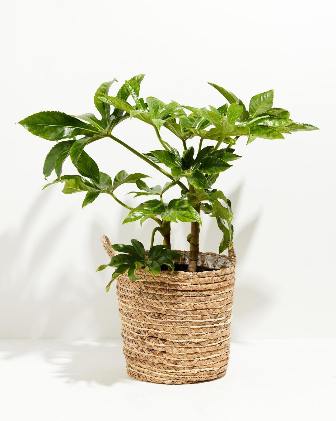 Japanese Aralia 'Fatsia Japonica'