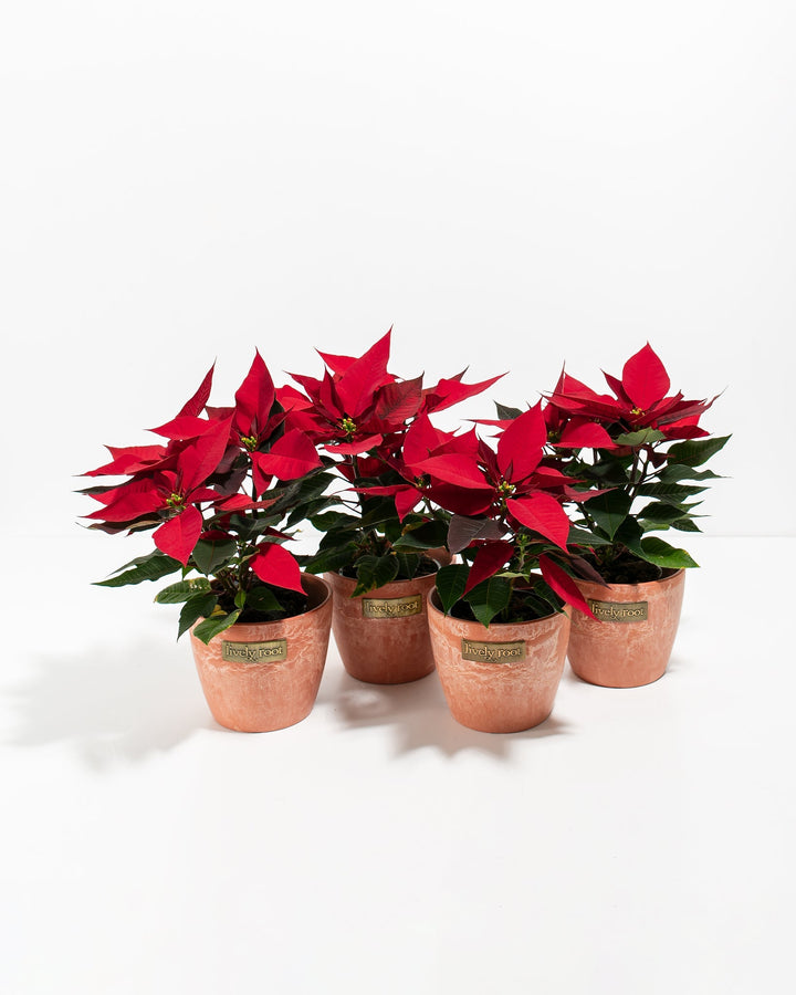 Red Poinsettia: 4 Pack