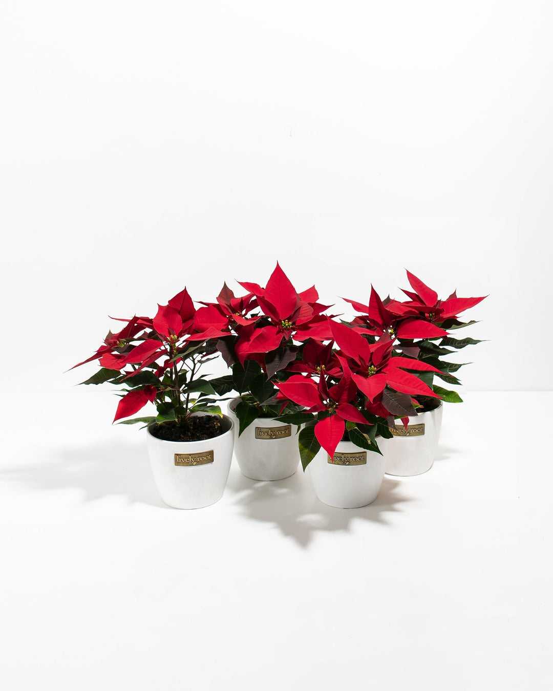 Red Poinsettia: 4 Pack