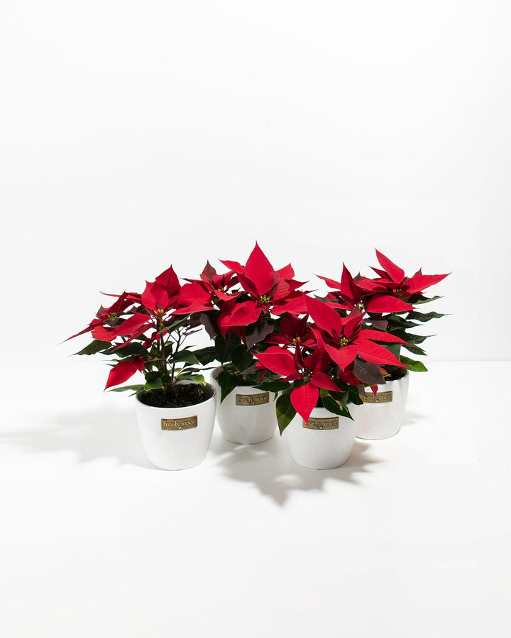 Red Poinsettia: 4 Pack