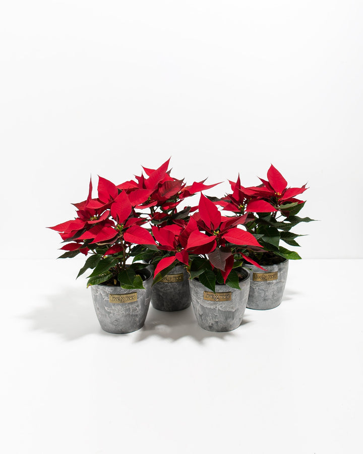 Red Poinsettia: 4 Pack