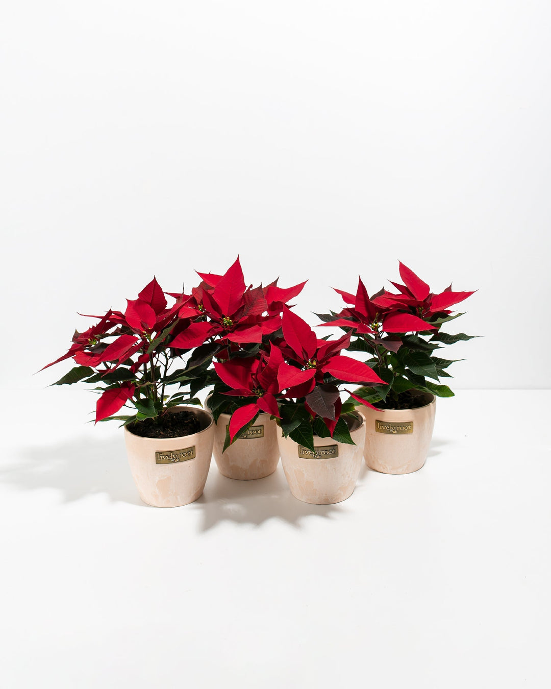 Red Poinsettia: 4 Pack