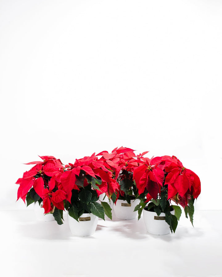 Red Poinsettia: 4 Pack