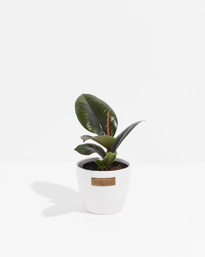 A compact Ficus Elastica (Burgundy Rubber Tree) featuring its signature dark, glossy leaves and a prominent red leaf sheath, presented in a white Lively Root decorative planter against a white background.