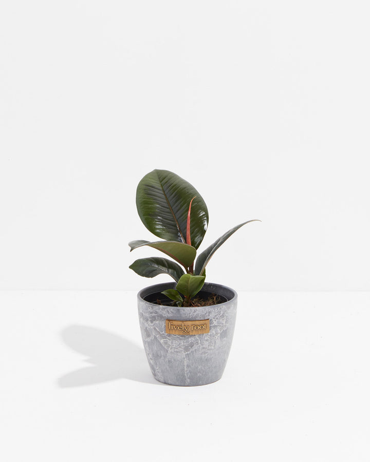 A compact Ficus Elastica (Burgundy Rubber Tree) featuring its signature dark, glossy leaves and a prominent red leaf sheath, presented in a gray stone-textured Lively Root decorative planter against a white background.