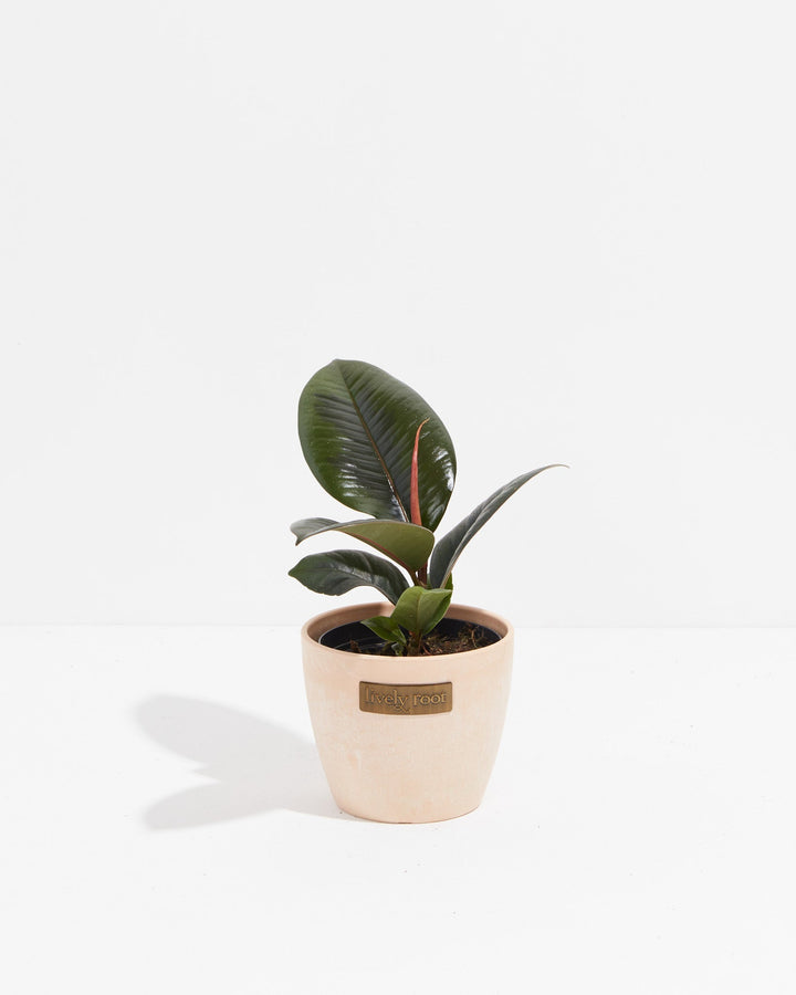 A compact Ficus Elastica (Burgundy Rubber Tree) showcasing its signature dark, glossy leaves and a prominent red leaf sheath, presented in a light-colored, textured Lively Root decorative planter against a white background.