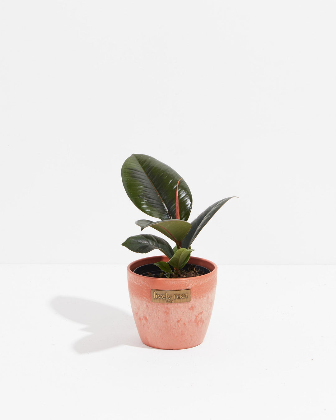A compact Ficus Elastica (Burgundy Rubber Tree) featuring its signature dark, glossy leaves and a prominent red leaf sheath, presented in a terracotta-textured Lively Root decorative planter against a white background.