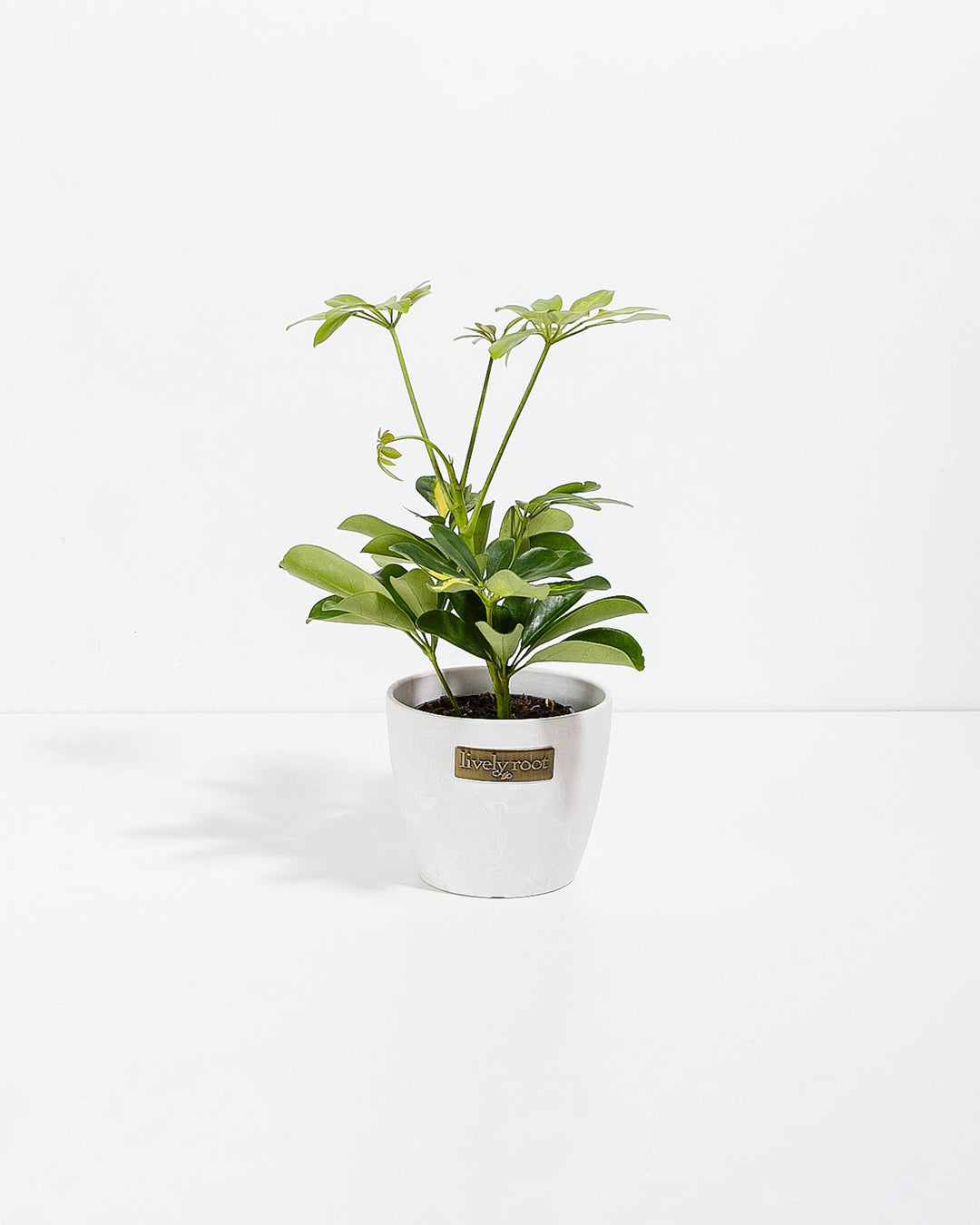 Dwarf Umbrella Tree (Schefflera Arboricola)