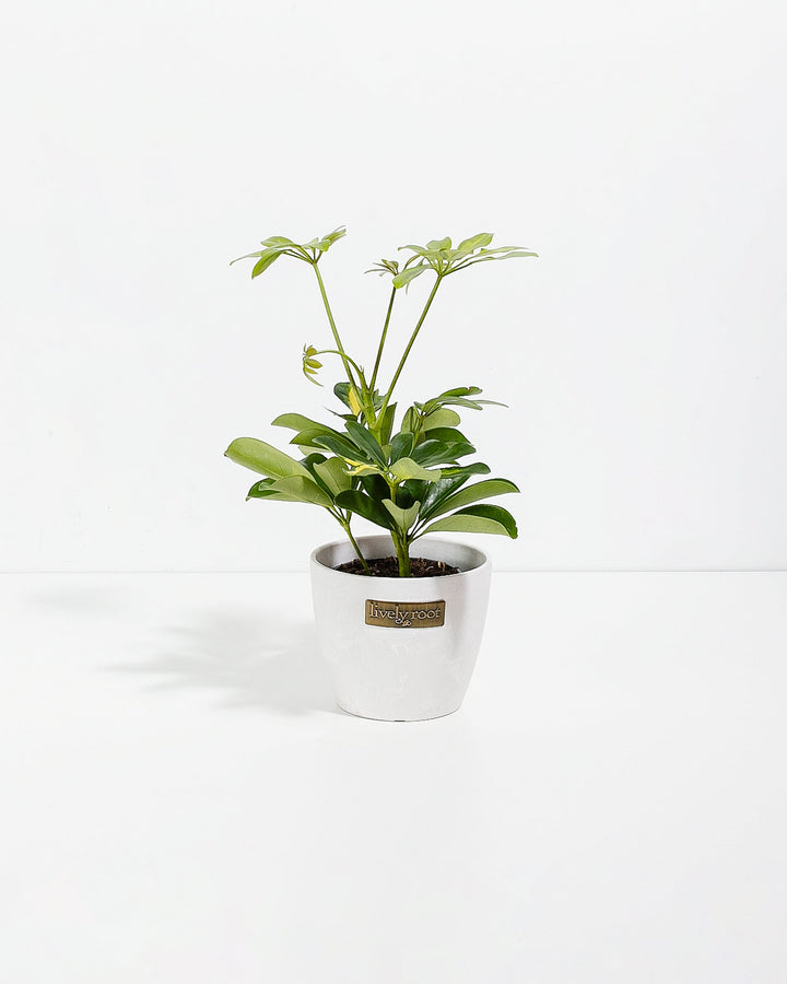 Dwarf Umbrella Tree (Schefflera Arboricola)