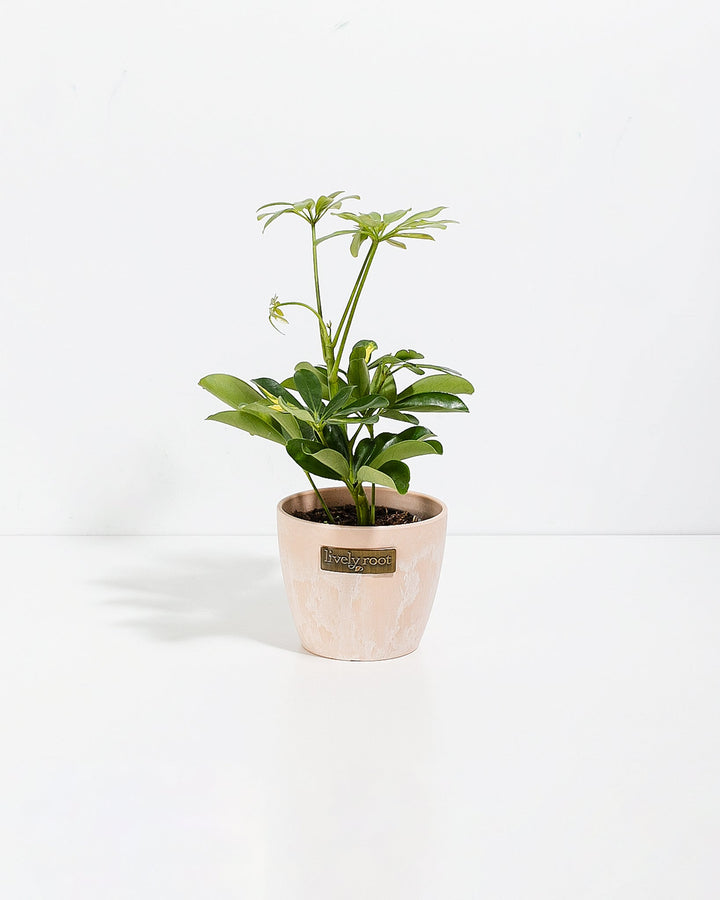 Dwarf Umbrella Tree (Schefflera Arboricola)