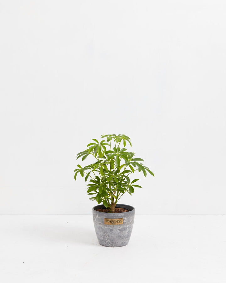 Dwarf Umbrella Tree (Schefflera Arboricola)