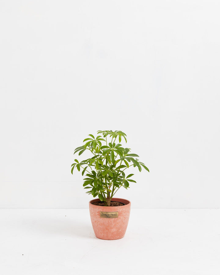 Dwarf Umbrella Tree (Schefflera Arboricola)