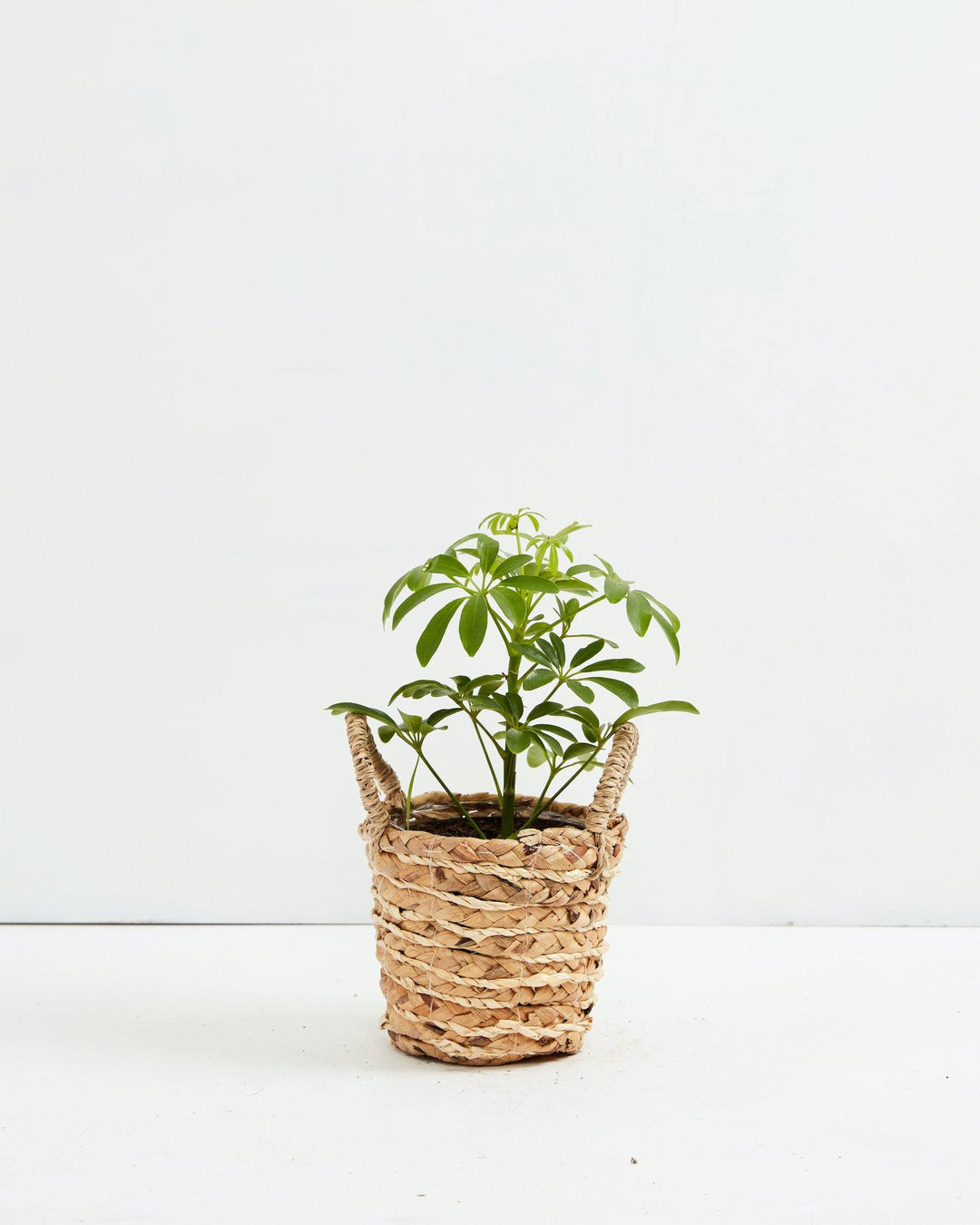 Dwarf Umbrella Tree (Schefflera Arboricola)