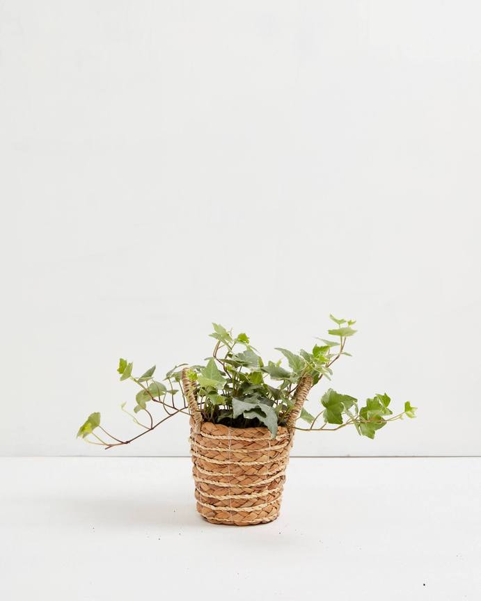 4-inch Hedera Glacier variegated English ivy in natural woven basket displaying cascading tri-color green and white variegated foliage; compact trailing houseplant with ruffled ivy leaves perfect for shelves and window displays.